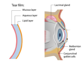 Anatomical image of the eye and tear film.
