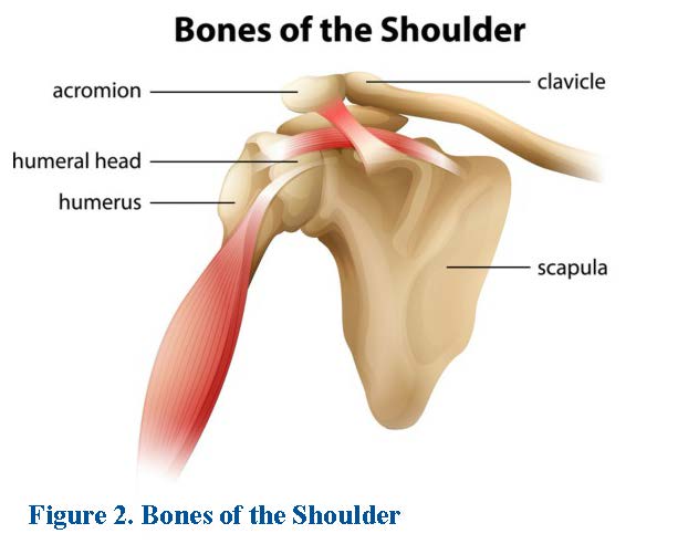 Graphic showing the bones of the shoulder, including acromion