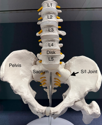Photo of the Lumbar Region of the Spine, labeled